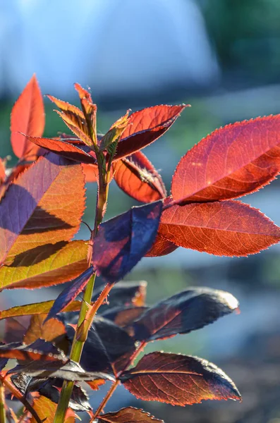 Rosso Scuro Giovani Foglie Rosa Appuntite — Foto Stock