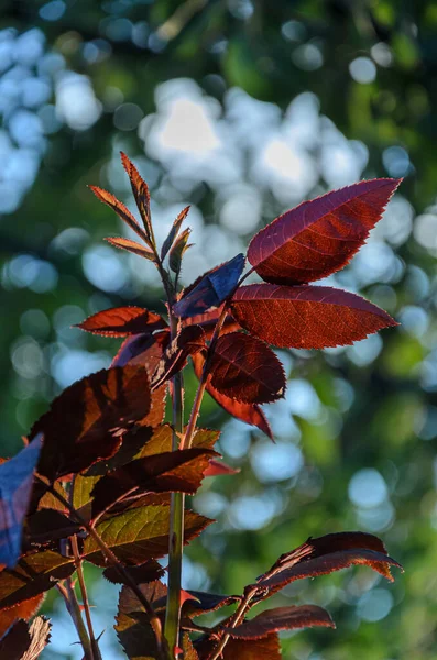 Koyu Kırmızı Sivri Pembe Yapraklar — Stok fotoğraf