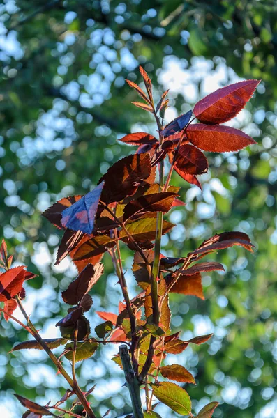 Rosso Scuro Giovani Foglie Rosa Appuntite — Foto Stock