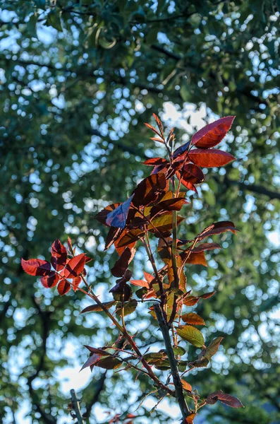 Rosso Scuro Giovani Foglie Rosa Appuntite — Foto Stock