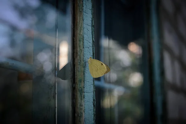 Butterfly Rests Old Window Frame — ストック写真