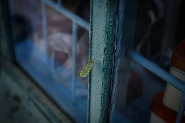 Butterfly Rests Old Window Frame — Stok fotoğraf