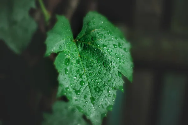 Fundo Folhas Verdes Uva Noite — Fotografia de Stock