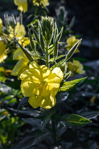 Νυχτολούλουδο Κίτρινο Λουλούδι Ενδιαφέρον Σχήμα Νύχτα — Φωτογραφία Αρχείου
