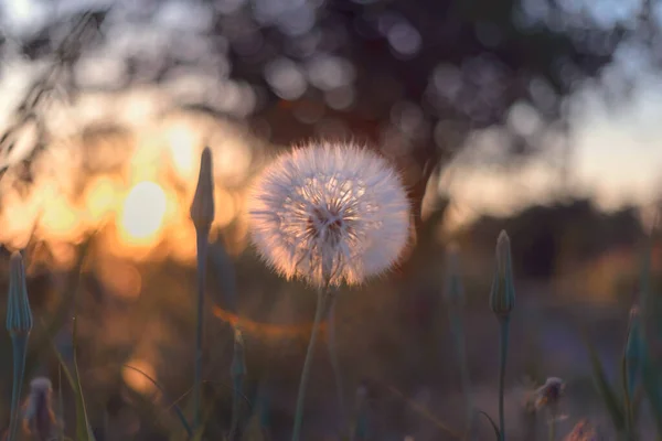 Kostenlose Löwenzahn Bei Sonnenuntergang Sind Völlig Kostenlos — Stockfoto