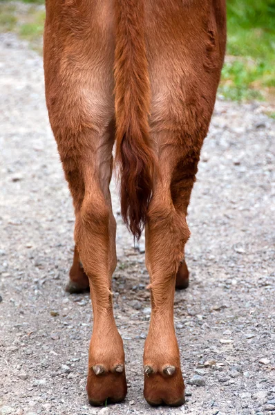 Achter kalf — Stockfoto