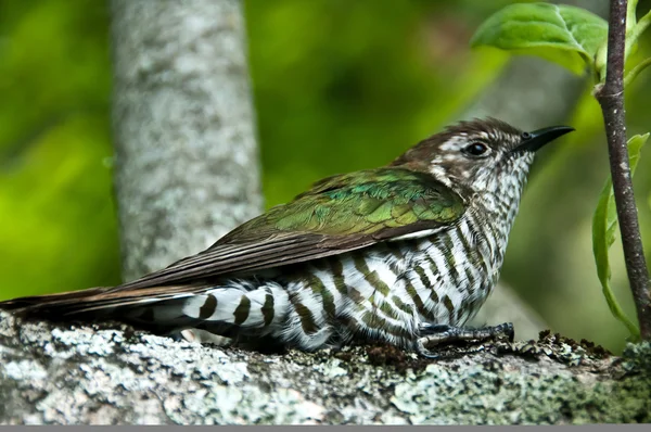 Nueva Zelanda pájaro nativo el cuco brillante Imagen De Stock