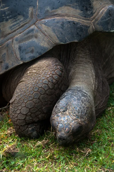 Galapagos Tortoise — Stock Photo, Image