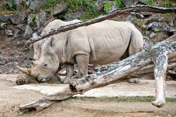 Witte neushoorn — Stockfoto