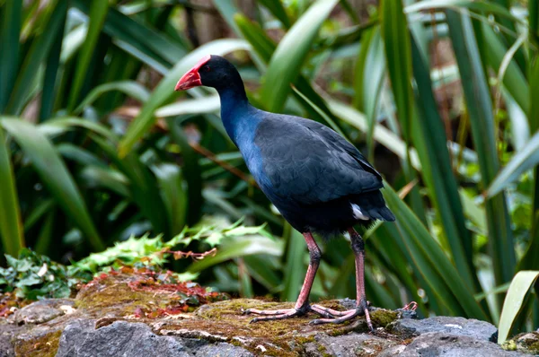 Swamp hen or New Zealand Pukeko — Stock Photo, Image