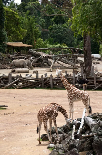 Girafa e rinoceronte — Fotografia de Stock