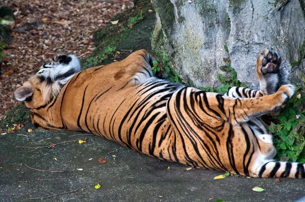 dinlenme tiger