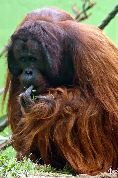 Orang-oetan eten — Stockfoto