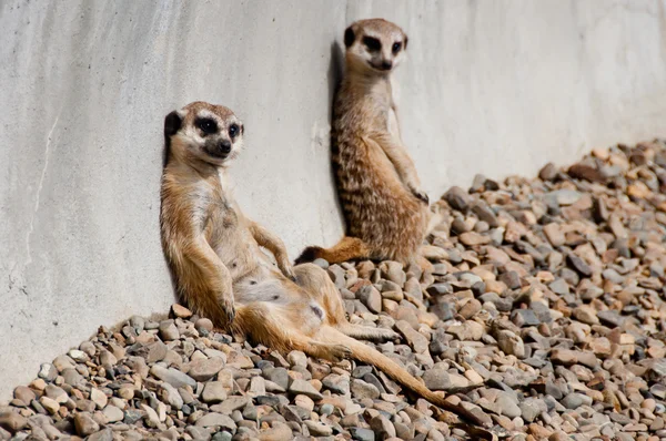 Meerkat — Stok Foto