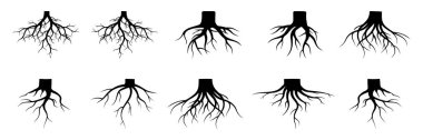 Root plants. Botanical symbols root. Vector collection
