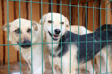 Sokak köpekleri bir barınakta yaşamaya ya da tuzağa düşürülmeye zorlanırlar.