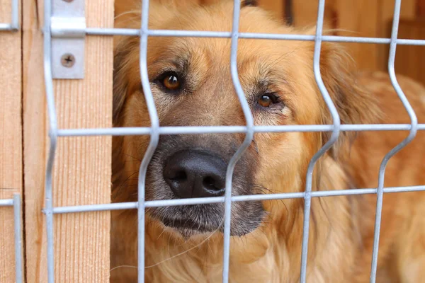 Stray Dogs Forced Live Shelter Trapping — Stock Photo, Image