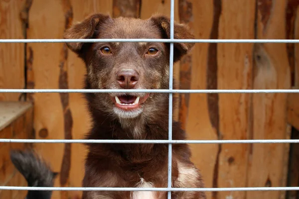 Sokak köpekleri bir barınakta yaşamaya ya da tuzağa düşürülmeye zorlanırlar.