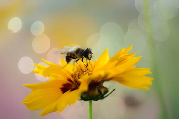 Pszczoła miodna na słodkie cosmo piękny żółty — Zdjęcie stockowe
