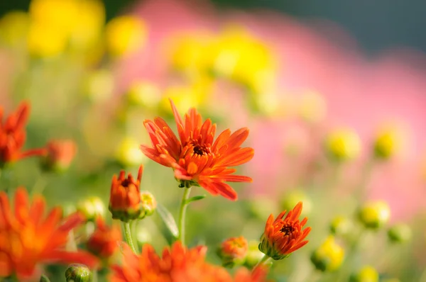 Flores de primavera doces e belas - crisântemo — Fotografia de Stock