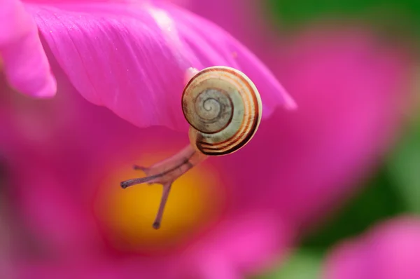 Baby sweet snail on beauty pink flower — Stock Photo, Image