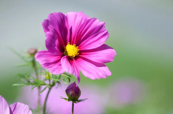 Doce rosa bela flor cosmo — Fotografia de Stock