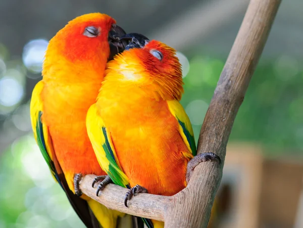 Couple parrot — Stock Photo, Image
