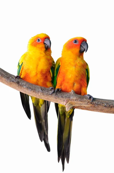 Пара изолированных попугаев — стоковое фото
