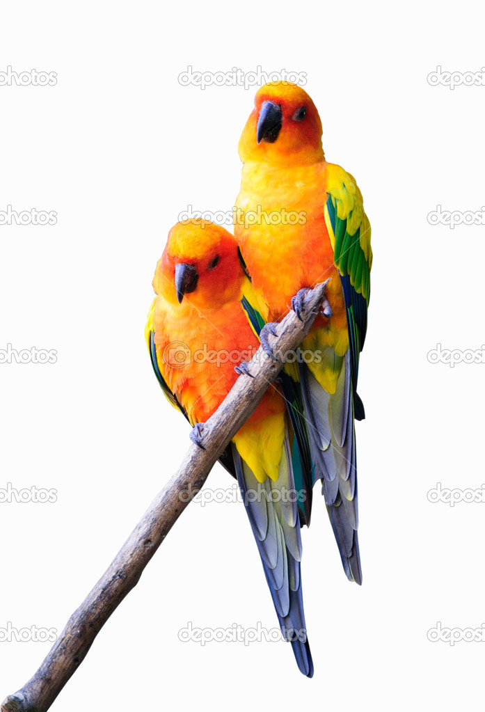 Couple parrot isolated