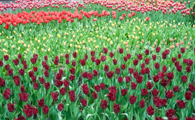 bahar bahçe içinde güzel Lale