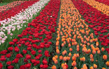 bahar bahçe içinde güzel Lale