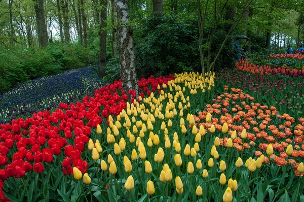 Beautiful tulip in spring garden — Stock Photo, Image