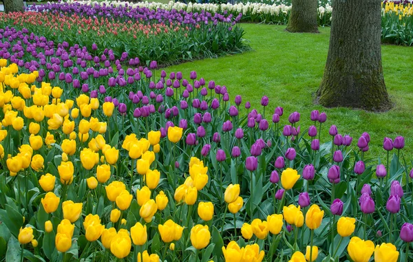 Tavaszi kert szép tulipán — Stock Fotó