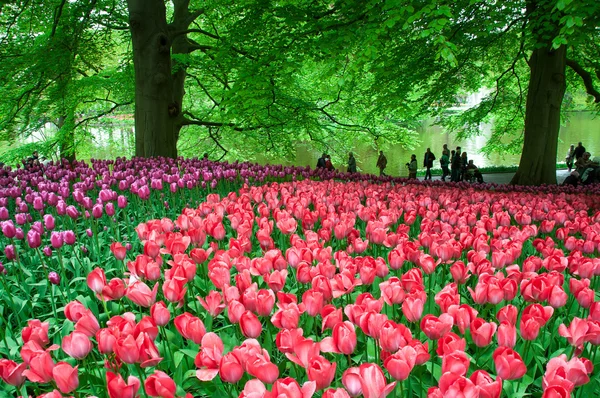 Beautiful tulip in spring garden — Stock Photo, Image