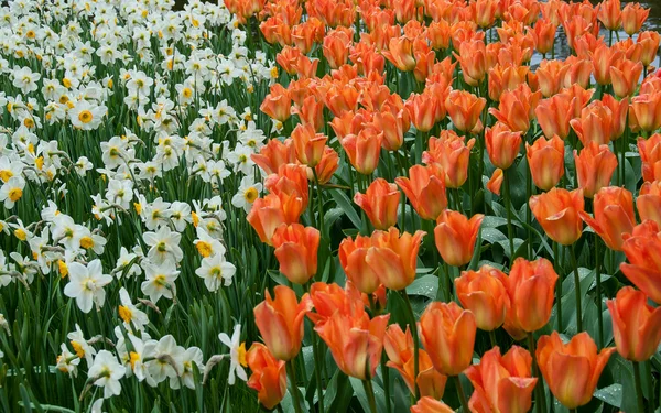 Schöne Tulpe im Frühlingsgarten — Stockfoto