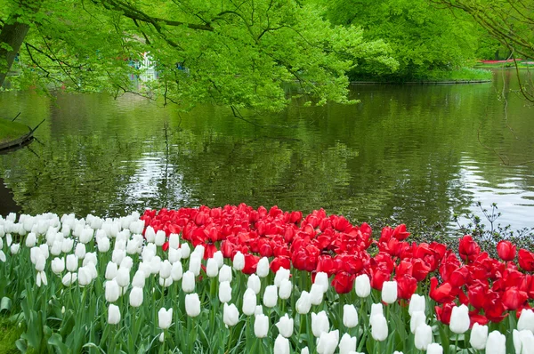 Linda tulipa no jardim da primavera — Fotografia de Stock