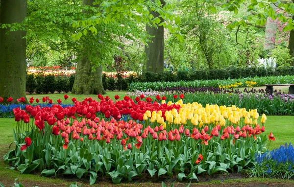 Beautiful tulip in spring garden — Stock Photo, Image