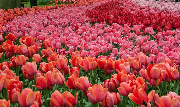 Beautiful tulip in spring garden — Stock Photo, Image