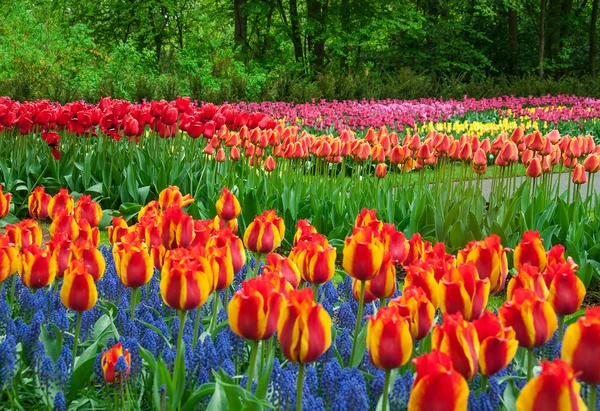 Beautiful tulip in spring garden — Stock Photo, Image