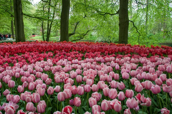 Mooie tulip in lentetuin — Stockfoto