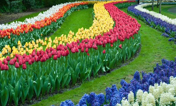 Krásný Tulipán v jarní zahradě — Stock fotografie