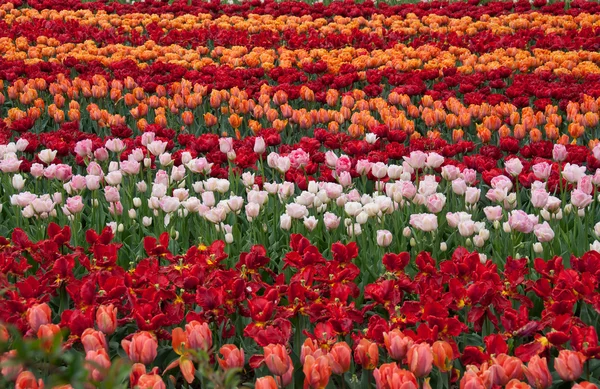 Krásný Tulipán v jarní zahradě — Stock fotografie