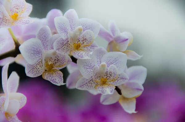 Orchid panicle — Stock Photo, Image