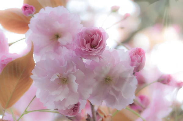 清新美丽的春天的花朵背景 — 图库照片