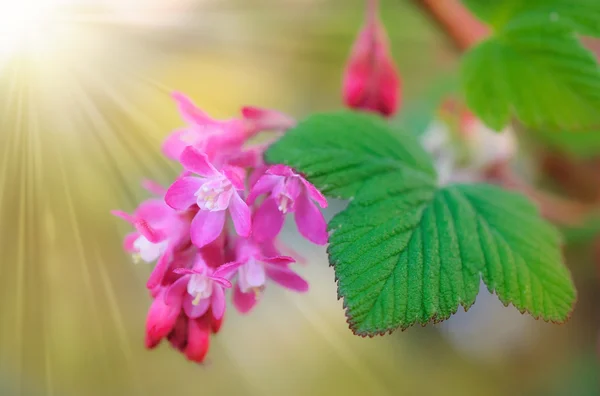 清新美丽的春天的花朵背景 — 图库照片