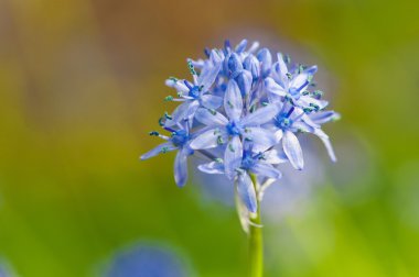 Bahar çiçek hyacinthoides Italica