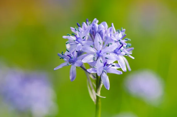 Flor de primavera HIACINTIOIDAS ITÁLIA — Fotografia de Stock