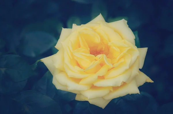 Vintage rose — Stock Photo, Image