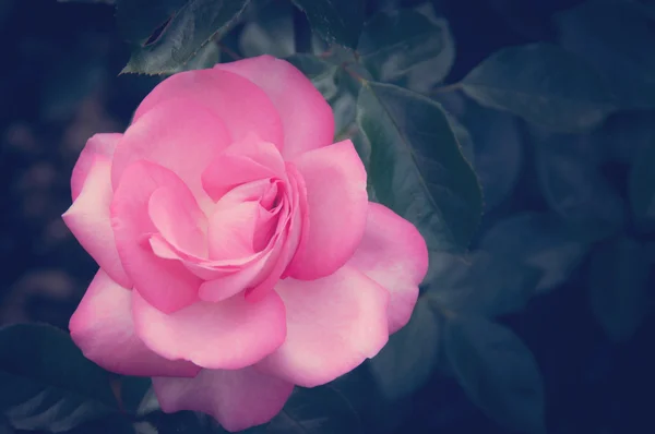 Винтажная роза — стоковое фото
