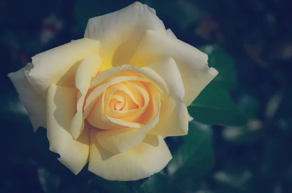 Vintage rose — Stock Photo, Image